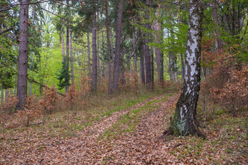 Forest path in the spring mixed forest