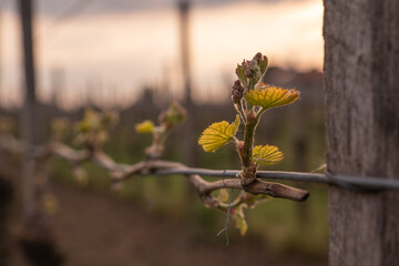 In the spring, vine shoots begin to grow in the vineyard