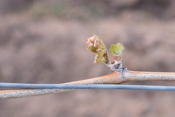 In the spring, vine shoots begin to grow in the vineyard