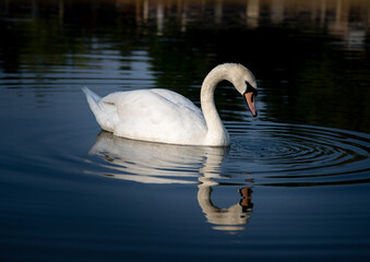 Swan Reflection In Pond