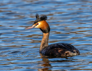Great Crested Grebe