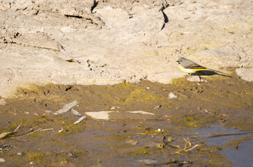 Male grey wagtail Motacilla cinerea canariensis. San Sebastian de La Gomera. La Gomera. Canary Islands. Spain.