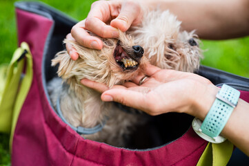 Old Yorkshire Terrier. Woman's hands showing strong dental plaque teeth and oral hygiene problems in her little dog
