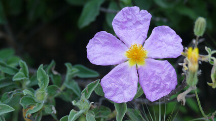 Fiore selvatico