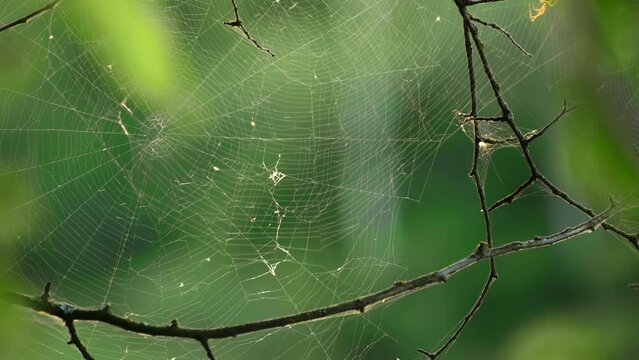 Spider web cobweb on tree in morning at sunrise in bog. Web weaving on background of green foliage of trees. Big beautiful round web macro close-up view. Nature green background