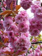 close up of soft bright pink cherry blossom flowers on a tree surrounded by leaves and branches