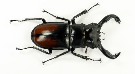 Giand stag beetle Hexarthrius parryi paradoxus  isolated on white. Lucanidae. Coleoptera. Collection beetles. Entomology.