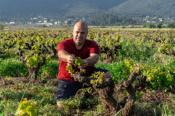 Male winemaker viticulturist, caring for and observing the development of the vines.