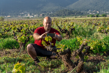 Male winemaker viticulturist, caring for and observing the development of the vines. - obrazy, fototapety, plakaty
