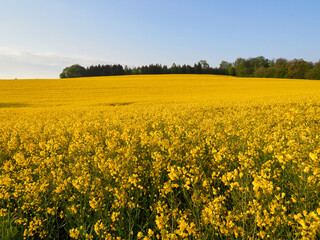 Fototapeta premium A field of blooming yellow rape seed in the morning. Blue sky in the background.