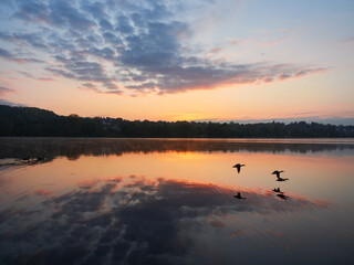 Lake Baldeneysee landscape just before sunrise. Flying ducks over the lake. - obrazy, fototapety, plakaty