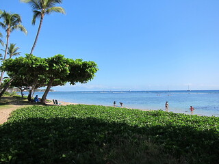 View of Baby Beach at Lahaina from behind a green leaves wall. Palm trees, blue sea, blue sky...