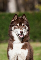 Red siberian husky in the park