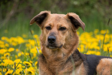 beautiful mixed shepherd dog is lying in a field of yellow dandelions in the park