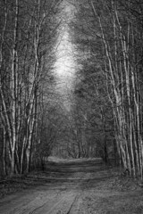 Droga przez las © marioszek