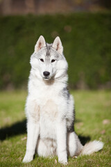 
Beautiful gray siberian husky puppy in the park