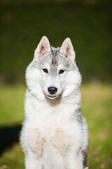 
Beautiful gray siberian husky puppy in the park