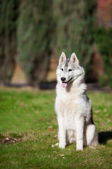Obraz premium Beautiful gray siberian husky puppy in the park