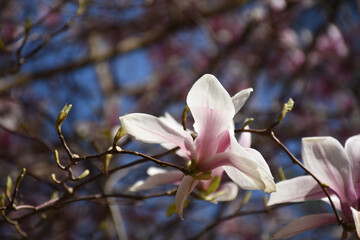 Obraz premium Magnolia Tree Blooming and Flowering in the Spring