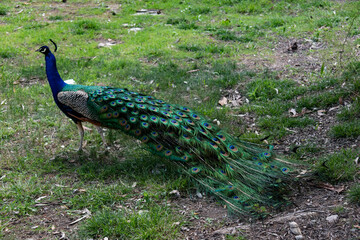 blue-breasted peacock with a closed tail