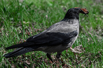 blackbird eating bat