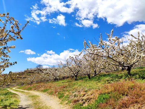 Cherry blossom in El Jerte valley, near Tornavacas village, Caceres province, Extremadura, Spain
