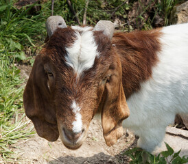 Tête de Chèvre Boer vue de près cou et tête brun à pie rouge, oreilles pendantes, nez busqué...