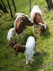 Chèvres Boer, le bouc, la femelle et les chevrettes dans un pâturage