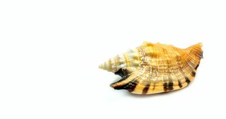 Sea shell close-up on a light background.
Background, design, banner.