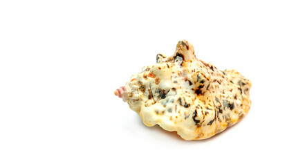 Sea shell close-up on a light background.
Background, design, banner.
