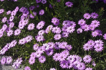 Les marguerites du Cap