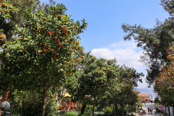 Fototapeta na wymiar road with citrus trees in Heybeliada