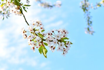 blossoming cherry petals on tree branches against a blue sky with white clouds