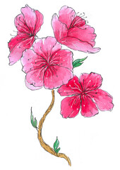 Sakura flowers painted watercolor