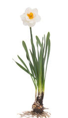 narcissus flower isolated