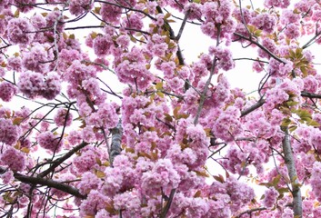 tree and branches of blooming pink sakura
