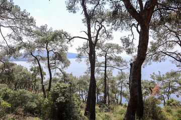 Fototapeta na wymiar forest with sea view