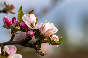 closeup of an apple tree blossom with white and pink flowers and buds against a blurred background