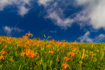 Close up shot of the orange daylily blossom over the Sixty Stone Mountain