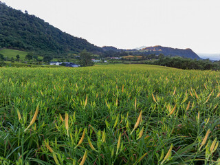 Morning view of the orange daylilies and landscape