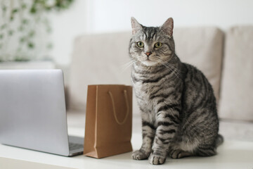 A gray tabby cat looking at craft paper bags at home. Delivery, Shopping concept, environmental protection, zero waste.
