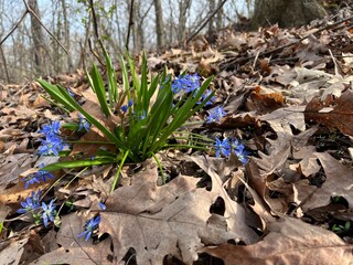 A bundle of blue purple forget me nots push blooms though old dead leaves for a fresh spring start