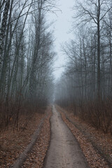 Autumn. Fog in the forest. Bicycle travel.