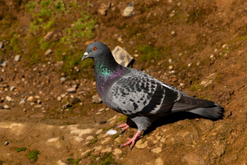 Pigeon on the Rock
