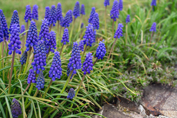 Grape hyacinth ( Muscari Armeniacum) flowering in early spring.