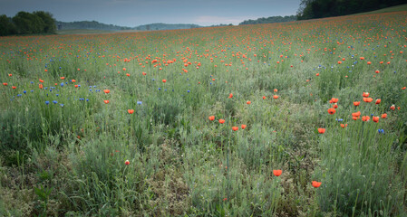Field of red poppies and blue corn flowers with soft focus mountains in the distance.