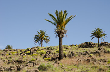 Fototapeta na wymiar Canary Island date palms Phoenix canariensis. Los Almacigos. Alajero. La Gomera. Canary Islands. Spain.
