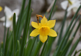 Flowering Yellow Daffodil Blossom in the Spring