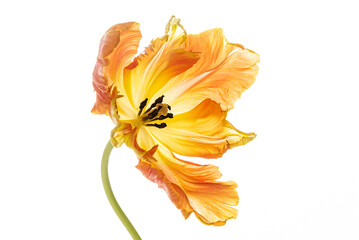 Fototapeta na wymiar orange tulip on the white