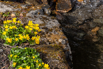 flowers near the pond, Ballblom, Botanical Garden, Tøyen, Oslo, Norway